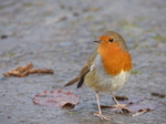 LZ00462 Curious Robin in St Fagans open air museum.jpg